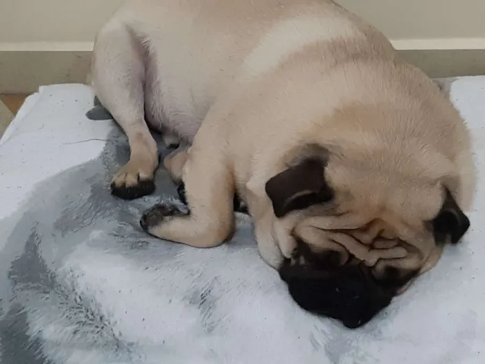 Cachorro ra a Pug idade 1 ano nome Fusca