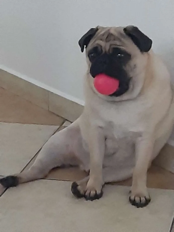 Cachorro ra a Pug idade 1 ano nome Fusca