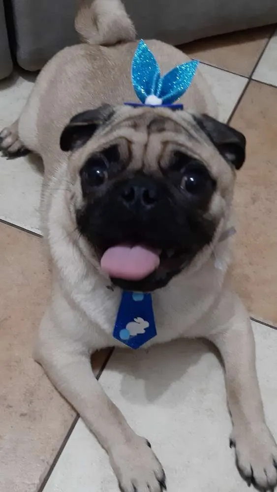 Cachorro ra a Pug idade 1 ano nome Fusca