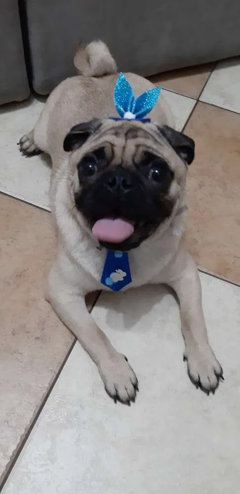 Cachorro ra a Pug idade 1 ano nome Fusca