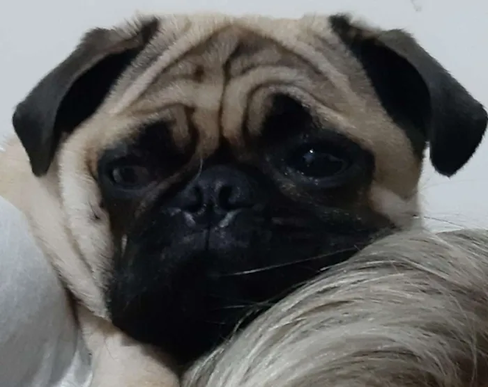 Cachorro ra a Pug idade 1 ano nome Fusca