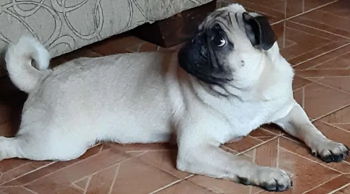 Cachorro ra a Pug idade 1 ano nome Fusca
