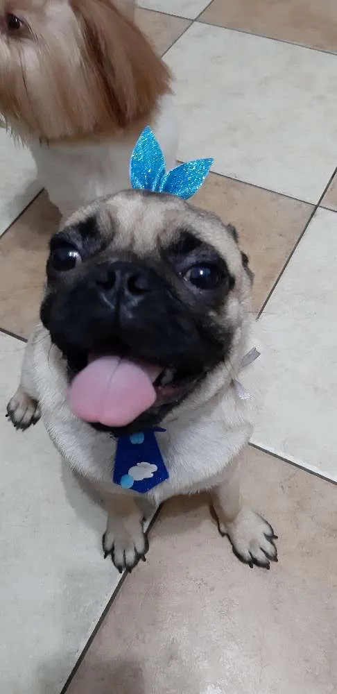 Cachorro ra a Pug idade 1 ano nome Fusca