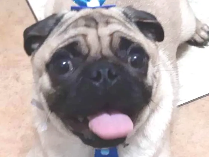 Cachorro ra a Pug idade 1 ano nome Fusca