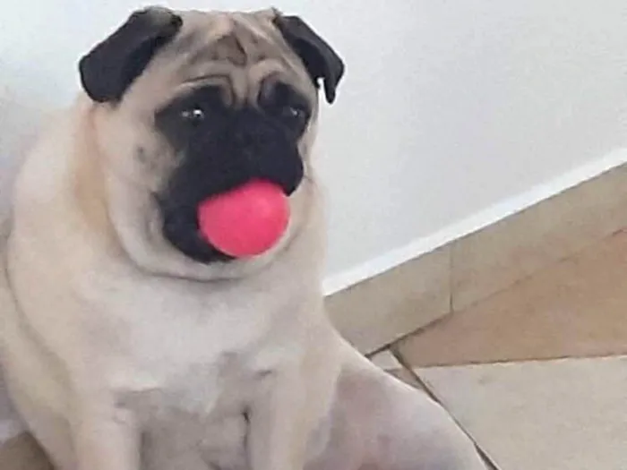 Cachorro ra a Pug idade 1 ano nome Fusca