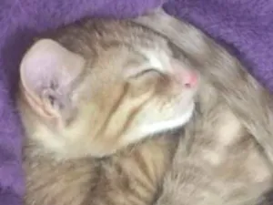 Gato raça srd idade 2 a 6 meses nome Simba