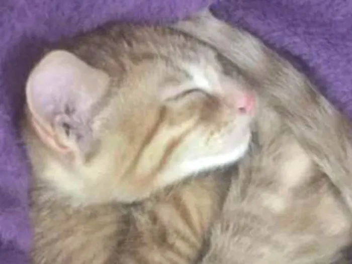 Gato ra a srd idade 2 a 6 meses nome Simba