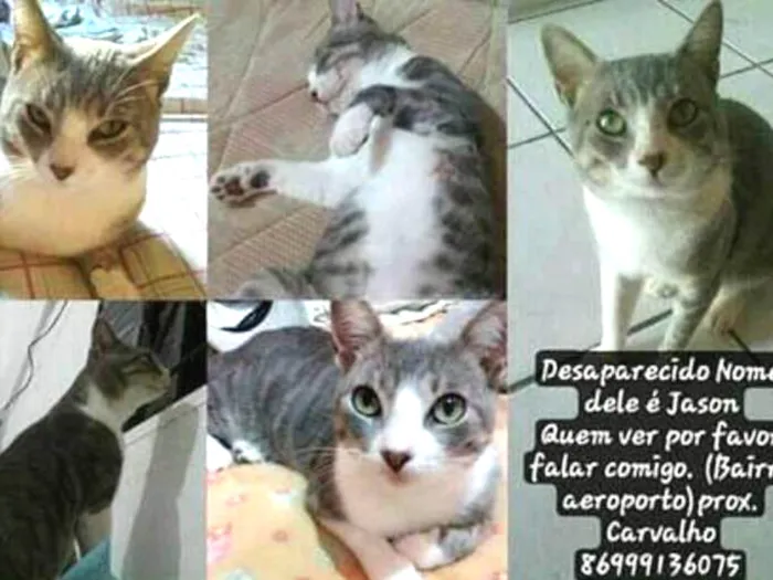 Gato ra a acho q é sem raça,mau egipcia  idade 1 ano nome Jason