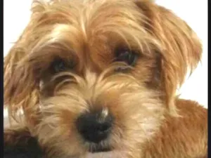 Cachorro raça Ilhasa idade 1 ano nome Nina