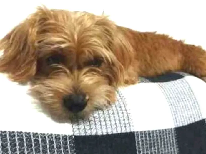 Cachorro ra a Ilhasa idade 1 ano nome Nina