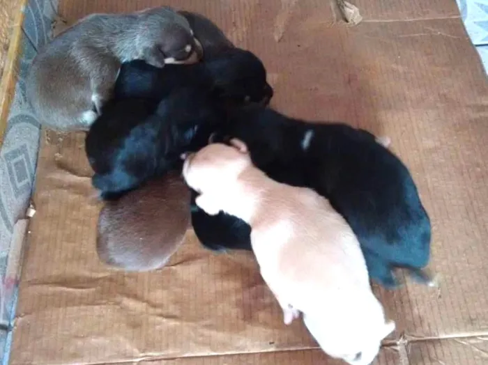 Cachorro ra a Vira lata  idade Abaixo de 2 meses nome Bebezinhos