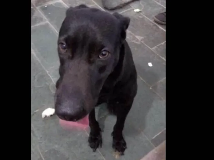 Cachorro ra a viralata idade 3 anos nome Apolo