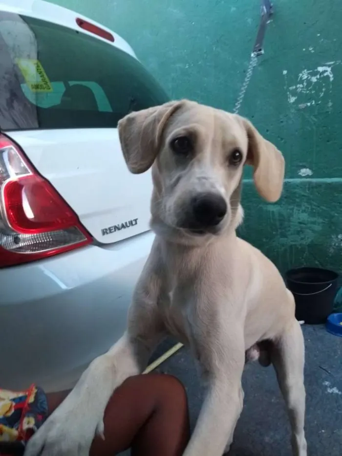 Cachorro raça Sem raça definida idade 1 ano nome Duque