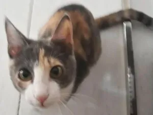 Gato raça Sem raça  idade 2 a 6 meses nome Luna