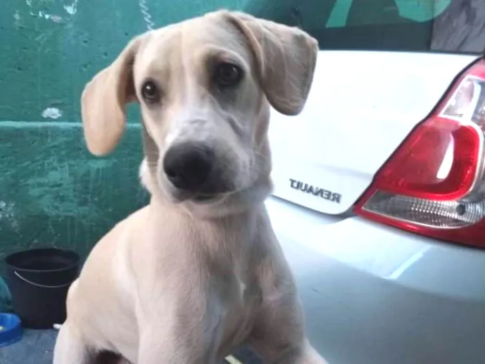Cachorro raça Sem raça definida idade 1 ano nome Duque