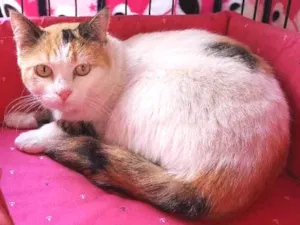 Gato raça SRD idade  nome Dominique