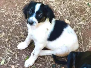 Cachorro raça Srd idade  nome Tonia