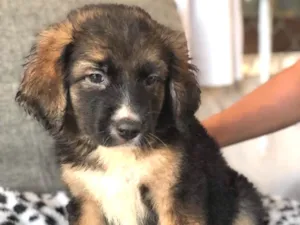 Cachorro raça Srd idade  nome Rochelle