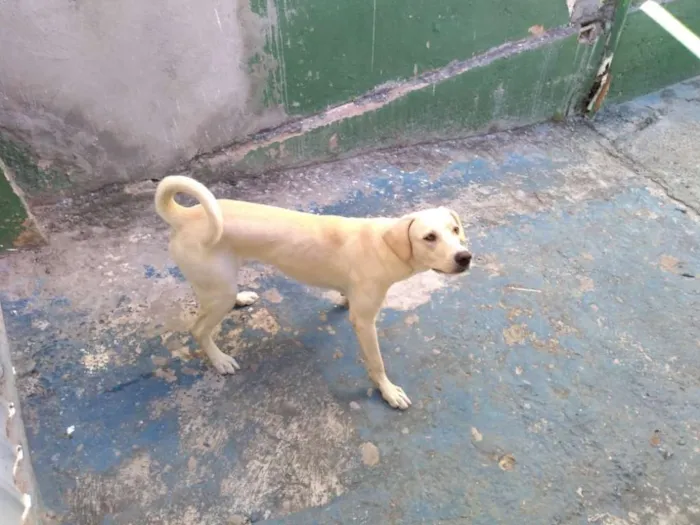 Cachorro raça Sem raça definida idade 1 ano nome Duque