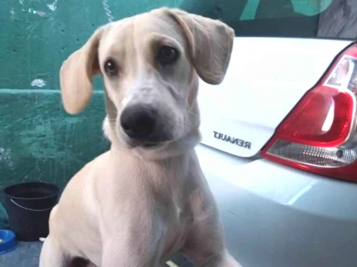 Cachorro raça Sem raça definida idade 1 ano nome Duque