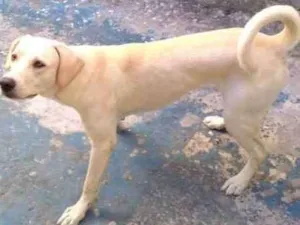 Cachorro raça Sem raça definida idade 1 ano nome Duque