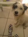 Chico