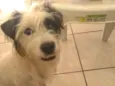 Chico
