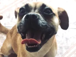 Cachorro raça Vira lata  idade 2 anos nome Lua