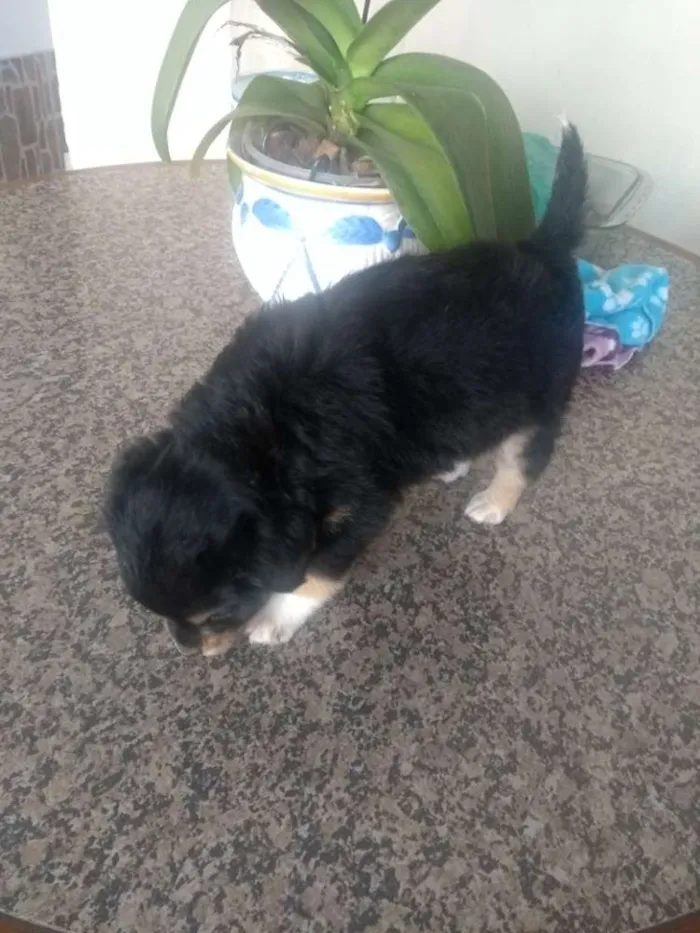 Cachorro ra a Sem raça idade Abaixo de 2 meses nome 2 filhotes