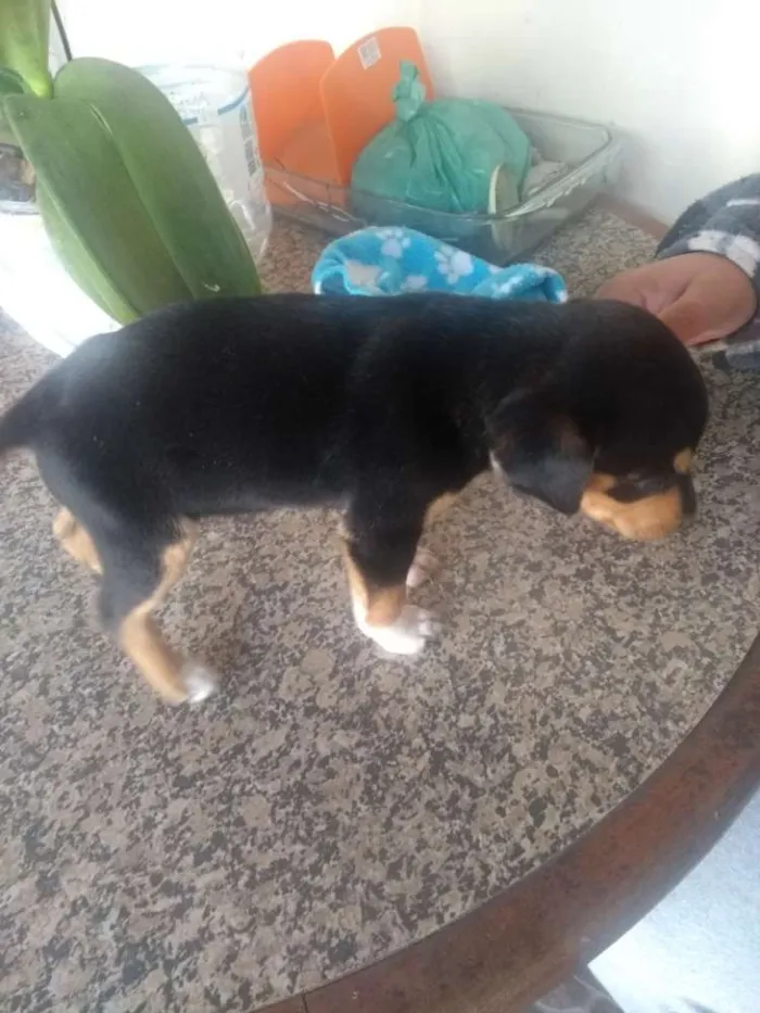 Cachorro ra a Sem raça idade Abaixo de 2 meses nome 2 filhotes