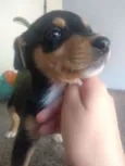 2 filhotes