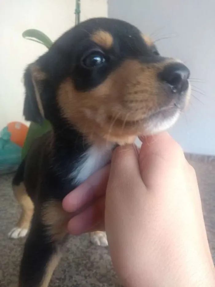 Cachorro ra a Sem raça idade Abaixo de 2 meses nome 2 filhotes
