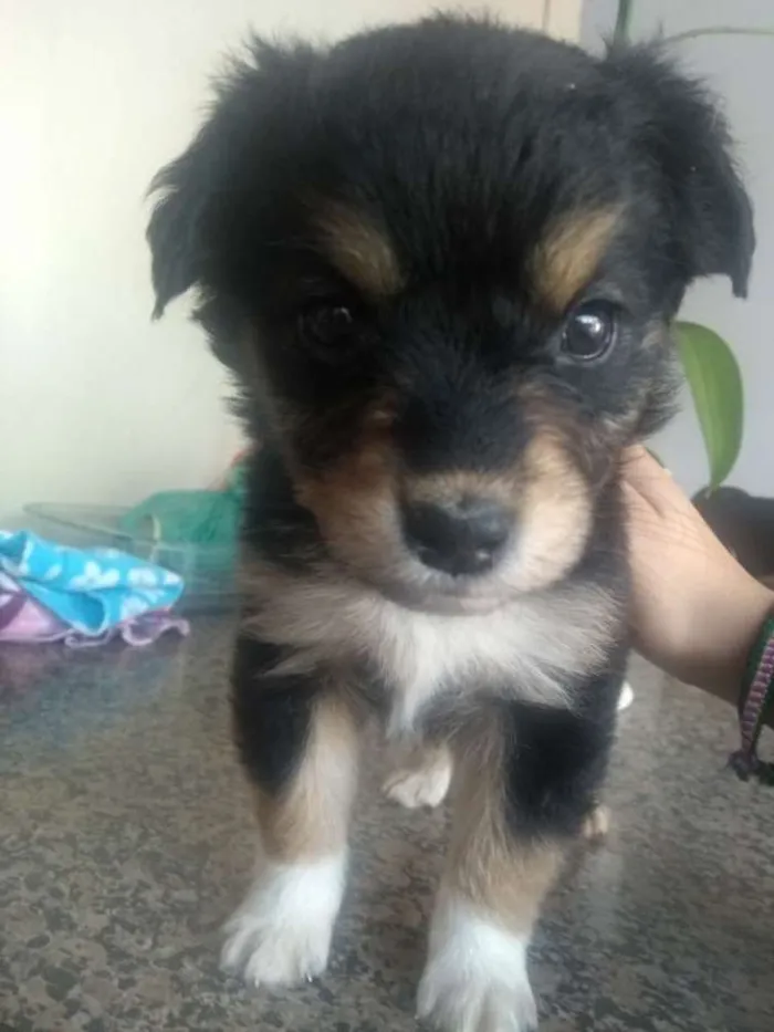 Cachorro ra a Sem raça idade Abaixo de 2 meses nome 2 filhotes
