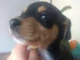 2 filhotes