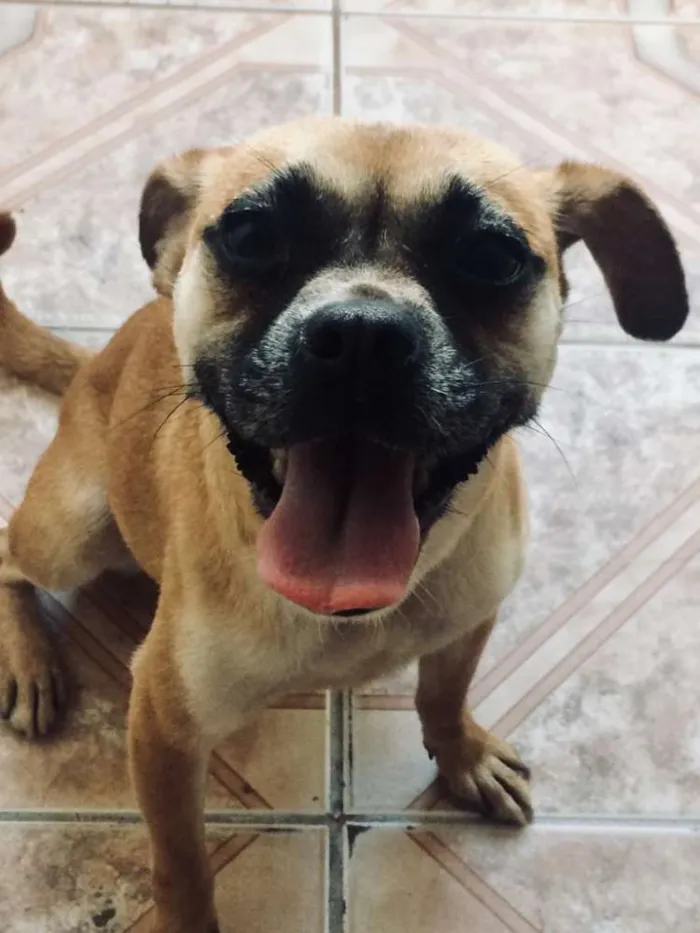 Cachorro raça Vira lata  idade 2 anos nome Lua