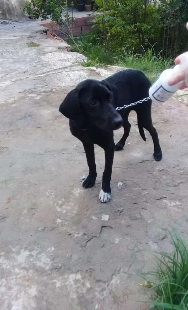 Cachorro raça Vira lata idade 1 ano nome Luz