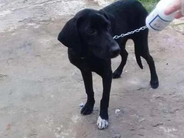 Cachorro raça Vira lata idade 1 ano nome Luz