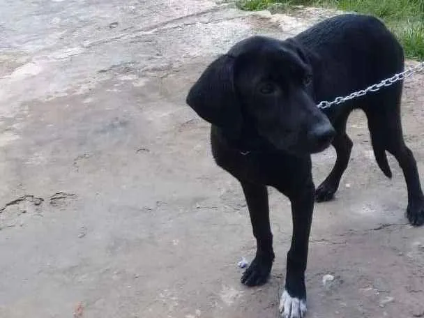 Cachorro raça Vira lata idade 1 ano nome Luz