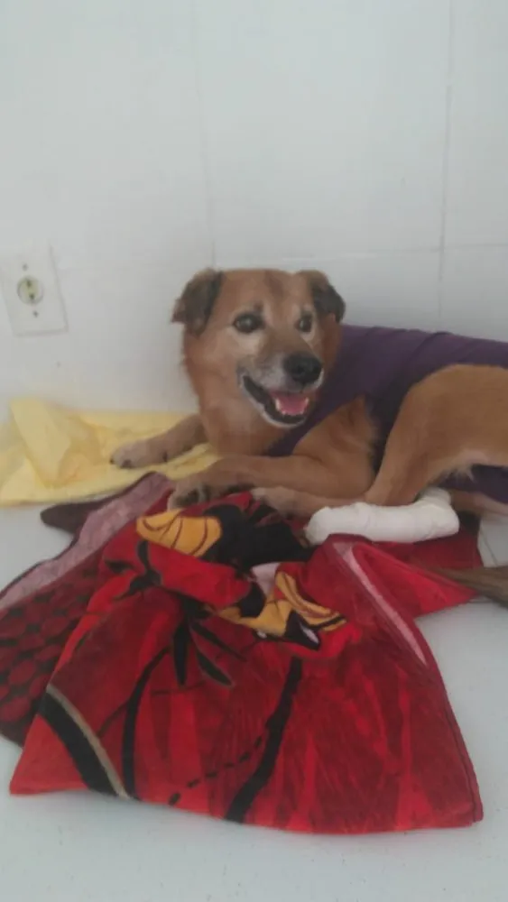 Cachorro ra a Srd idade 6 ou mais anos nome Ducky