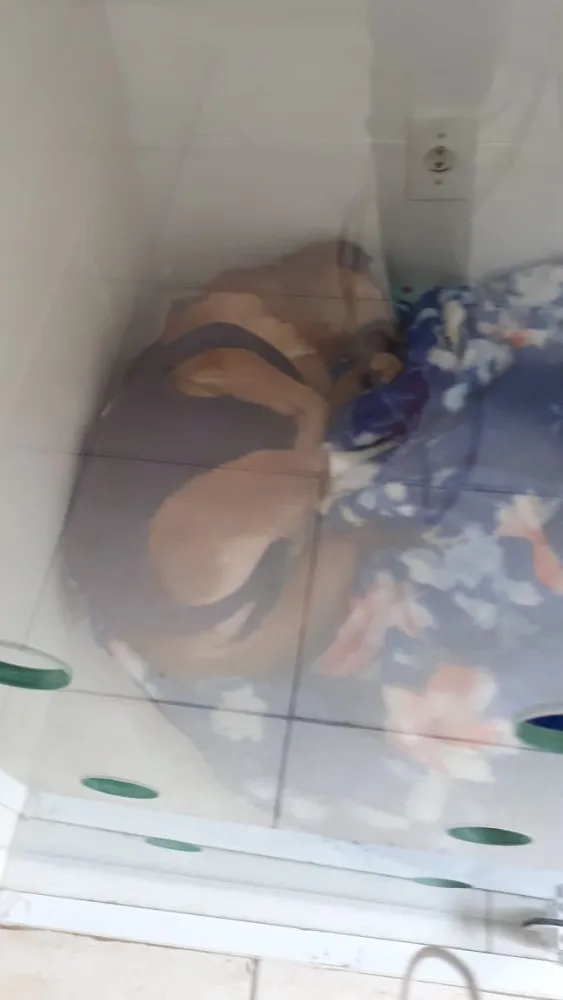 Cachorro ra a Srd idade 6 ou mais anos nome Ducky