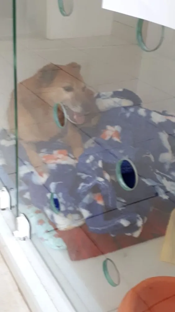 Cachorro ra a Srd idade 6 ou mais anos nome Ducky