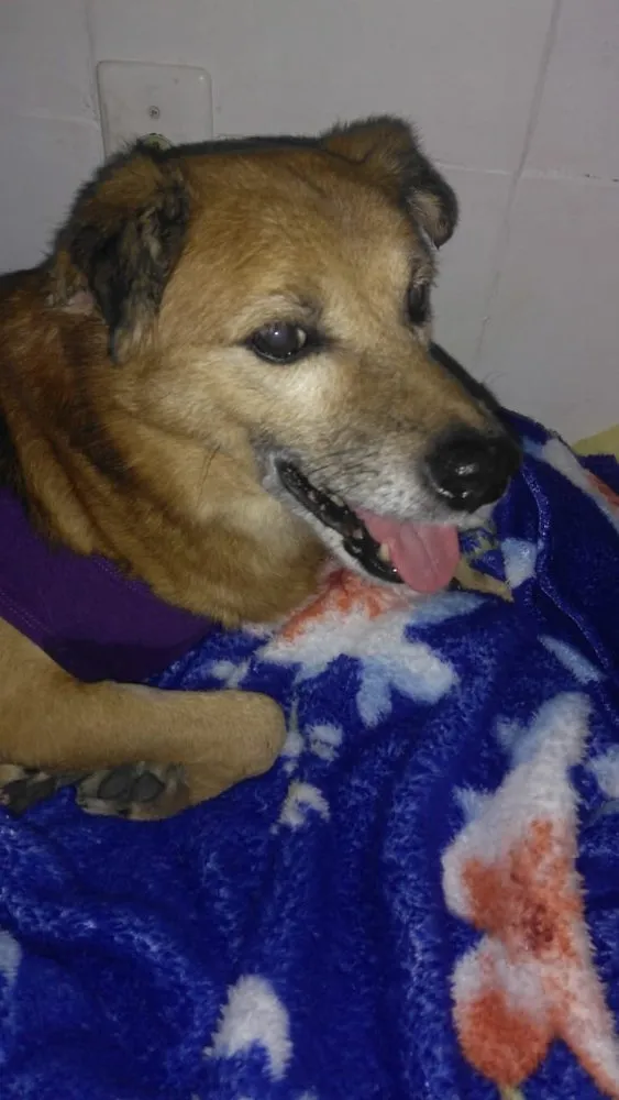 Cachorro ra a Srd idade 6 ou mais anos nome Ducky