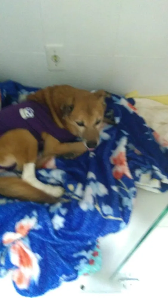 Cachorro ra a Srd idade 6 ou mais anos nome Ducky