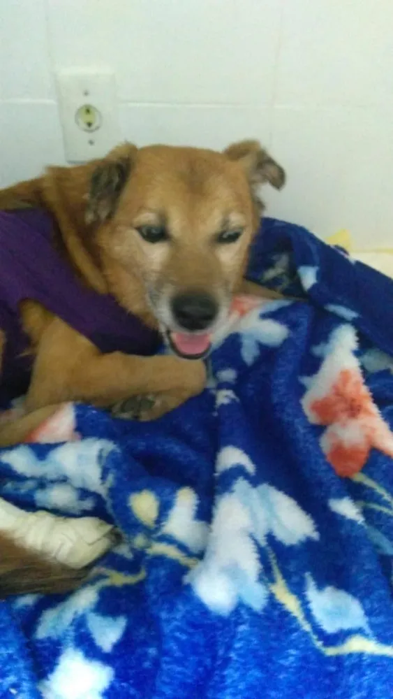 Cachorro ra a Srd idade 6 ou mais anos nome Ducky