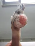 Ducky