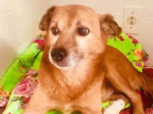 Cachorro raça Srd idade 6 ou mais anos nome Ducky