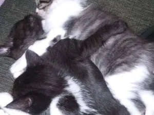 Gato raça Mestiço idade Abaixo de 2 meses nome Nao tem nome Ainda