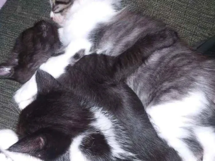 Gato ra a Mestiço idade Abaixo de 2 meses nome Nao tem nome Ainda