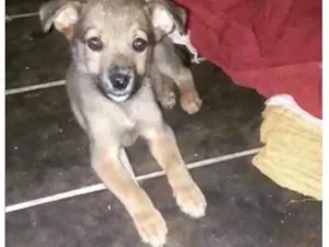 Cachorro raça Poodle idade 2 a 6 meses nome Baby