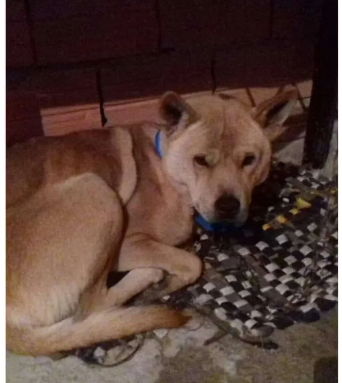 Cachorro ra a Chow chow com Pitt bull idade 1 ano nome Sem nome